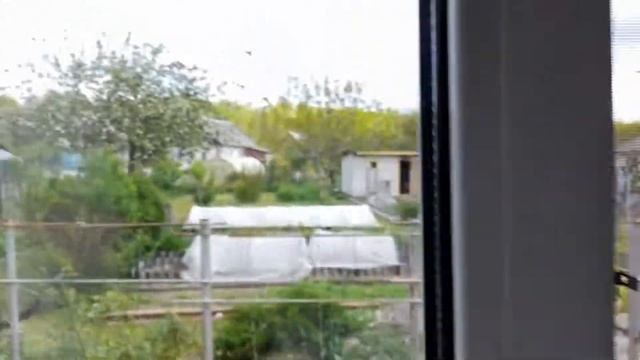 "Банда" скворцов помогает на огороде))