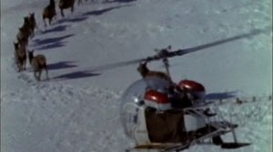 Млекопитающие. Дикий мир 1 сезон 20 серия (документальный сериал, 1999)