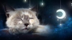 Музыка для кошек 🎧🐱 | Колыбельная для кошек 🐱💤 | Мурчание кошки | Видео для кошек 😻🐾❤️