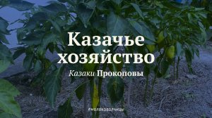 Интервью с потомками терских казаков станицы Ессентукской. 
Группа: https://vk.com/molokovolchiza