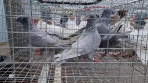 Птичий рынок г Пятигорск Голуби и цены