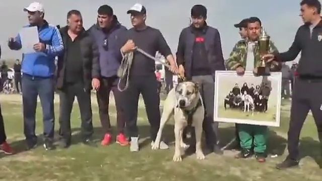 Гарагёз чемпион Ашхабада поля Довгала финалист Бовсер Туркменский Алабай смотреть онлайн