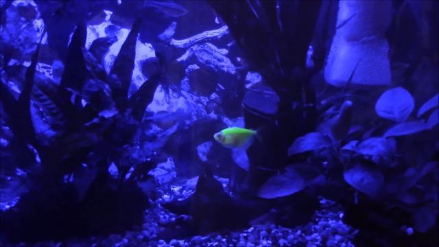 09-04-21. 29 галлонный аквариум. Презентация. смотреть онлайн