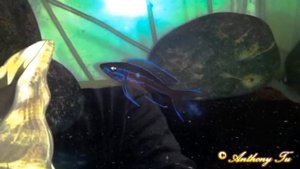 Paracyprichromis nigripinnis "Blue Neon"