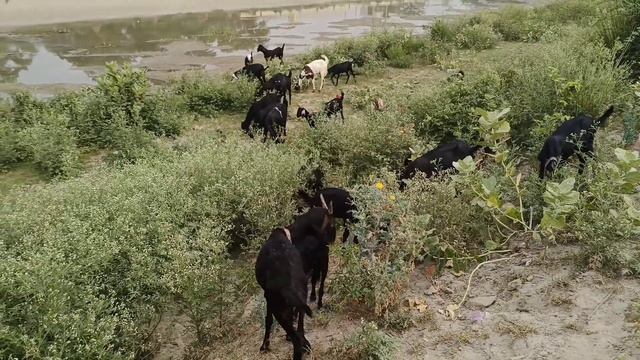 India life village rural life Uttar Pradesh and the life Nature of the daily life people in the смотреть онлайн