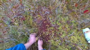 Клюква на болоте. Проверил прошлогоднее место.