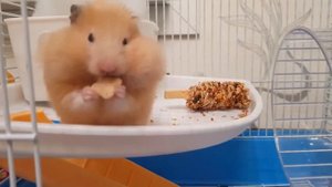 funny rodent - the hamster stuffs his cheeks/смешной грызун - хомяк набивает щеки