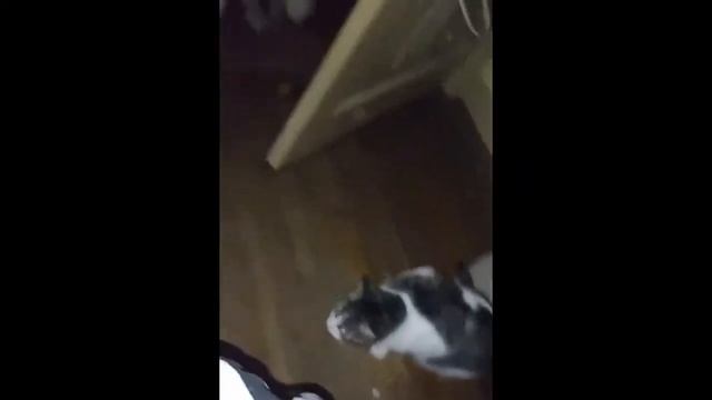 Смешные собаки Приколы про собак Funny Dogs 2019 (Самые Хайповые ситуации) смотреть онлайн