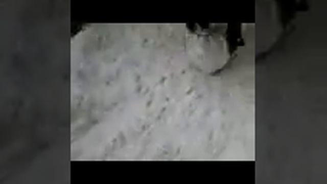 Собака лепит снежную бабу! смотреть онлайн