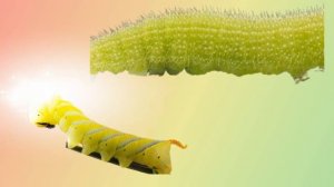 Как появляется бабочка