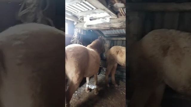 Қыста бие сауу.Қымыз жасау.Зимняя дойка кобыл. 🐎🐎🐎#жылқы #ат