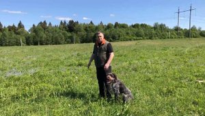 Успехи дратхаара Тор и о том как обучить собаку команде "стой"