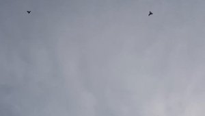 18.05.19. В жару голуби полетали лучше.  In the heat of the pigeons flew better.