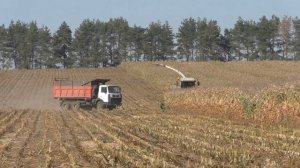 заготовка силоса на зиму