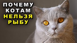 Почему котам нельзя рыбу