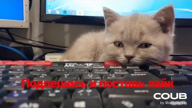 Музыкальная под борка смотреть онлайн