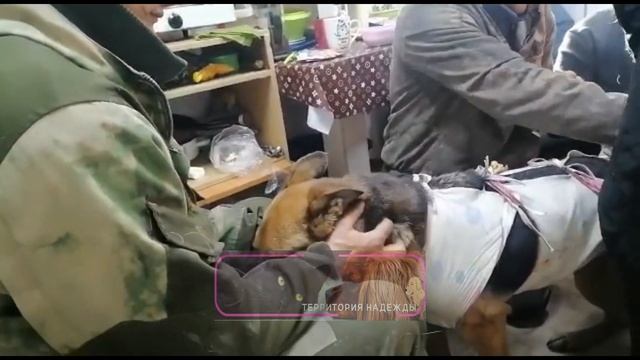 Одеваем бондаж всем приютом на Альму. смотреть онлайн