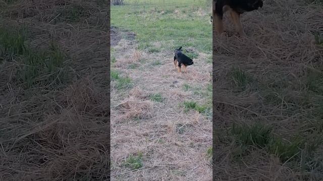 Игры собак смотреть онлайн