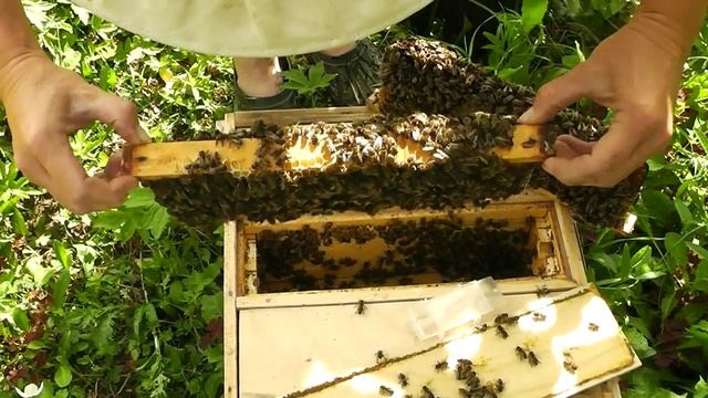 Продажа матки из нуклеуса (03.04 2017) смотреть онлайн