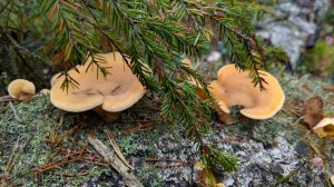 Вёшенка оранжевая или филлотопсис гнездовидный (Phyllotopsis nidulans). Как выглядит гриб в лесу.