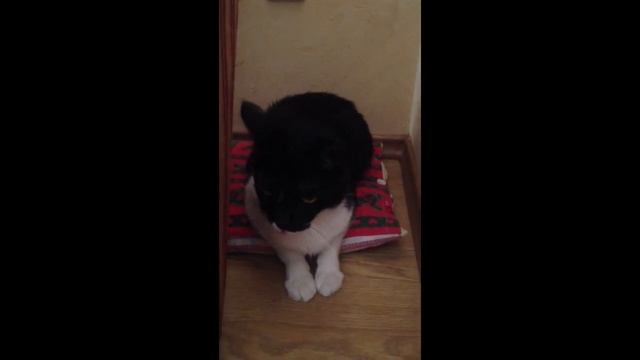 РЖАКА! Вася и расчёска! Смотреть со звуком 🔊 смотреть онлайн