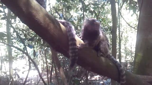 Сахарная голова игрунки копакобана