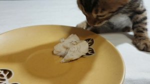 Котята впервые пробуют вареную рыбу #15