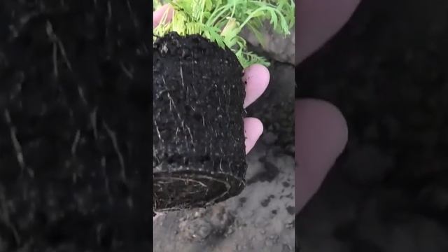 Как я вырастил культурный тысячелистник из семян