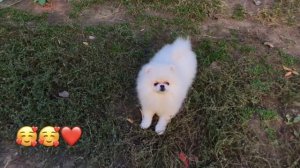 Смешные щенки шпица❤️❤️разных окрасов #шпицы #шпиц