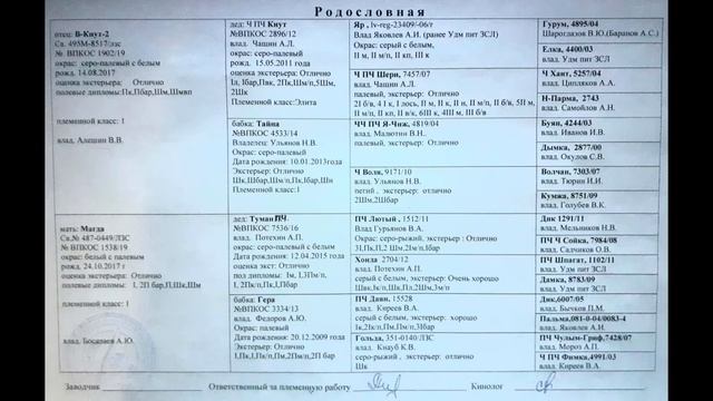 Тайное на канале лайки соловьева ю в  становится явным. Правда о Чезе.