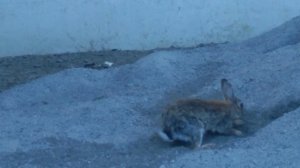 Трусишка зайка серенький в песочнице копал