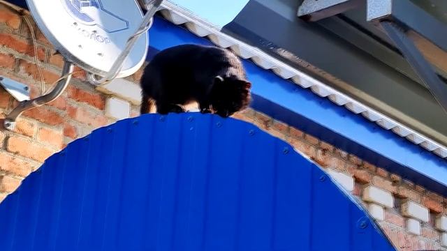 Черный кот Черныш, ходит по крыше, плавно переходя на забор! смотреть онлайн