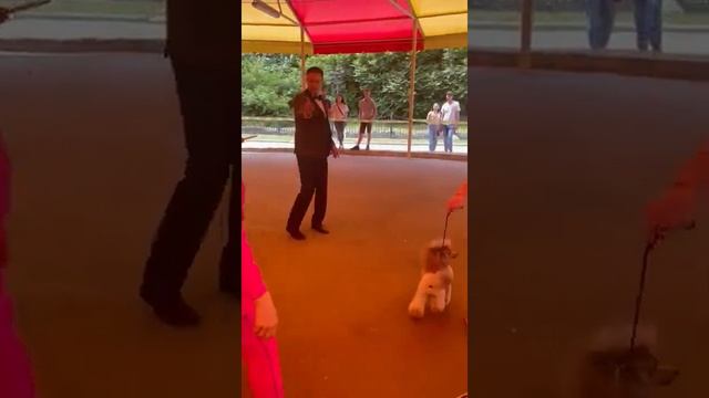 CACIB Молдавия Wizard