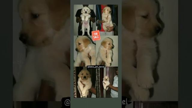 golden retriever puppies смотреть онлайн