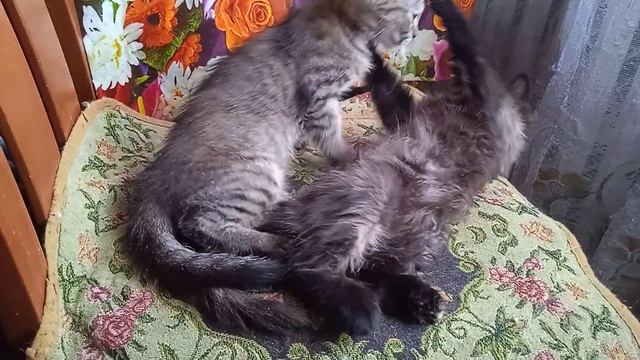Котята 2,5 месяца умываются #котята смотреть онлайн