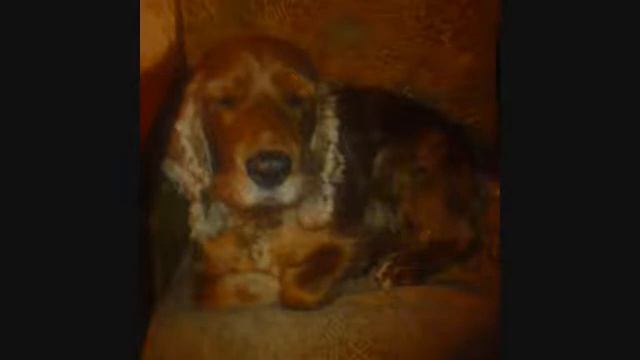 собака смотреть онлайн