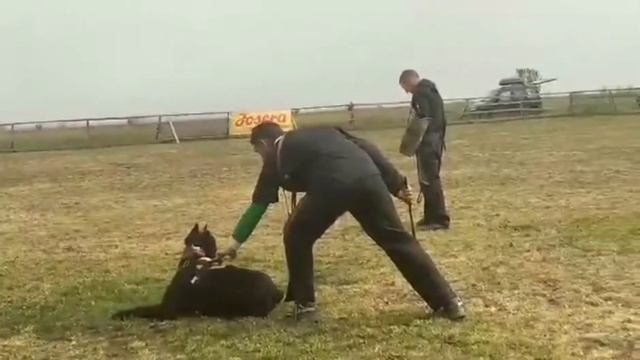 Рабочие моменты тренинга IGP-1 смотреть онлайн