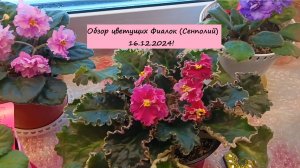 Обзор цветущих Фиалок Сенполий 16.12.2024!