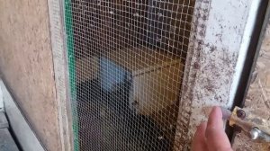 Индоутки не приняли утят