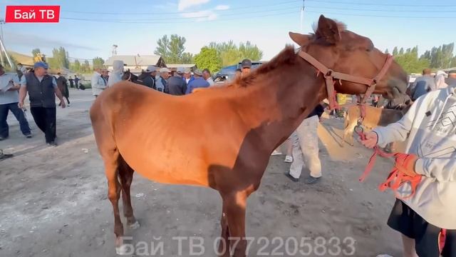 ЖЫЛКЫ БЭЭ БАЙТАЛ ТАЙ БААЛАРЫ  #байтв