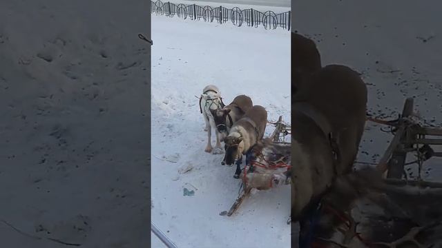 Северная Олень 🐐🦌🦌🦌🦌 смотреть онлайн