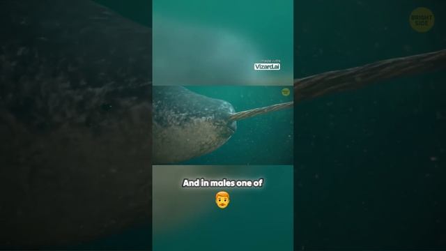 Narwhal tusks are sensitive on the outside and tough inside