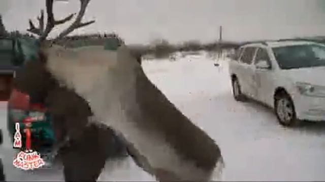 Олень украл человека смотреть онлайн