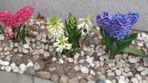 Гиацинт, первые весенние цветы в саду