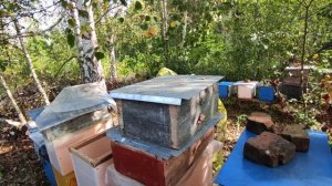 Закормить быстро пчёл в зиму Американским способом.