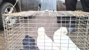Голуби цены Птичий рынок г Прохладный