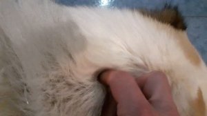 как правильно обработать каплями собаку от клеща