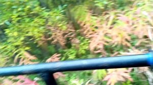 покататушки сквозь чащу