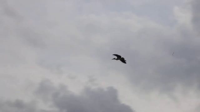 Полет Марабу