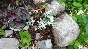 ПОХВАСТУШКИ! Вот пузатый кабачок, лёг в корзине на бочок.Купила травки ароматные, душистые,приятные